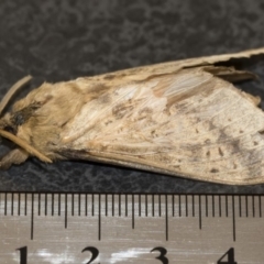 Oxycanus silvanus (Pale Oxycanus) at Michelago, NSW - 10 Jun 2019 by Illilanga