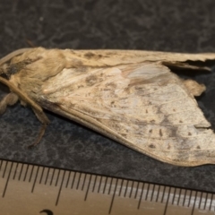 Oxycanus silvanus at Michelago, NSW - 10 Jun 2019 01:31 PM