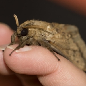 Oxycanus silvanus at Michelago, NSW - 10 Jun 2019 01:31 PM