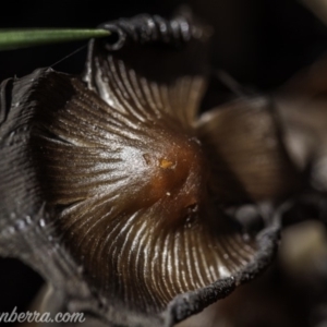 Coprinellus etc. at Hughes, ACT - 16 Feb 2020 11:07 AM