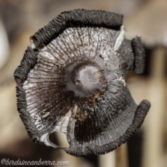 Coprinellus etc. at Hughes, ACT - 16 Feb 2020 11:07 AM