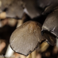 Coprinellus etc. at Hughes, ACT - 16 Feb 2020 11:07 AM