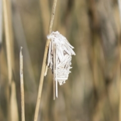 Psychidae (family) IMMATURE (Unidentified case moth or bagworm) at Illilanga & Baroona - 26 Aug 2019 by Illilanga