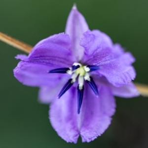 Arthropodium fimbriatum at Rossi, NSW - 24 Mar 2020