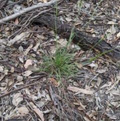 Rytidosperma sp. (Wallaby Grass) at Woodstock Nature Reserve - 31 Mar 2020 by MattM