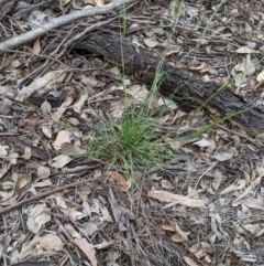 Rytidosperma (genus) (Wallaby Grass) at Dunlop, ACT - 1 Apr 2020 by MattM