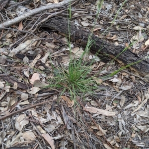 Rytidosperma sp. at Dunlop, ACT - 1 Apr 2020