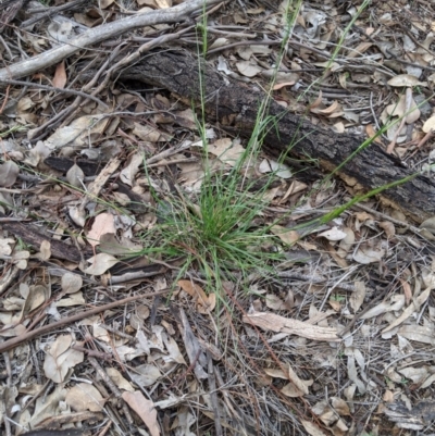 Rytidosperma sp. (Wallaby Grass) at Dunlop, ACT - 1 Apr 2020 by MattM