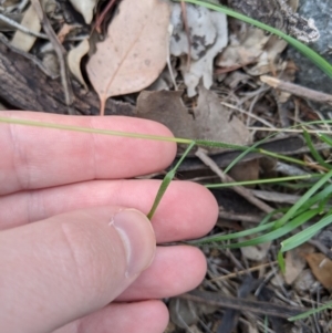 Rytidosperma sp. at Dunlop, ACT - 1 Apr 2020