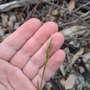 Rytidosperma sp. at Dunlop, ACT - 1 Apr 2020