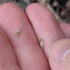 Rytidosperma sp. at Dunlop, ACT - 1 Apr 2020