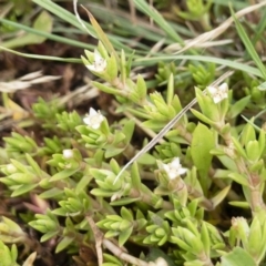 Crassula helmsii (Swamp Stonecrop) at Illilanga & Baroona - 17 Jan 2020 by Illilanga