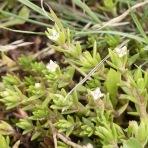 Crassula helmsii at Illilanga & Baroona - 17 Jan 2020