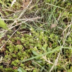 Crassula helmsii at Illilanga & Baroona - 17 Jan 2020