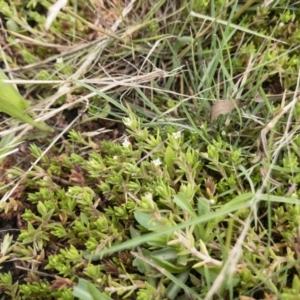 Crassula helmsii at Illilanga & Baroona - 17 Jan 2020