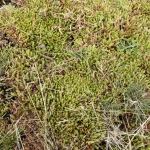 Crassula helmsii at Illilanga & Baroona - 17 Jan 2020 11:13 AM