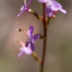 Stylidium graminifolium (grass triggerplant) at Rossi, NSW - 3 Apr 2020 by SthTallagandaSurvey