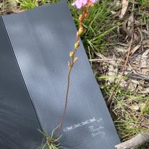 Stylidium graminifolium at Rossi, NSW - 3 Apr 2020