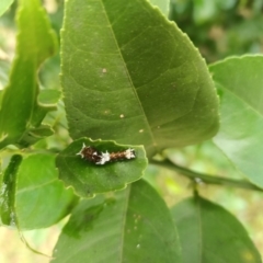 Papilio aegeus at Bega, NSW - 4 Apr 2020