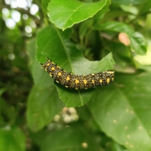 Papilio anactus at Bega, NSW - 4 Apr 2020