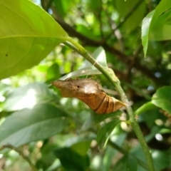 Papilio anactus at Bega, NSW - 4 Apr 2020