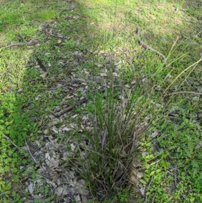 Carex appressa (Tall Sedge) at Dunlop, ACT - 1 Apr 2020 by MattM