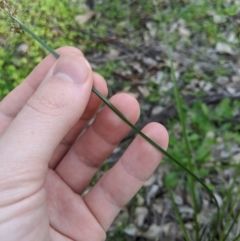 Carex appressa at Dunlop, ACT - 1 Apr 2020