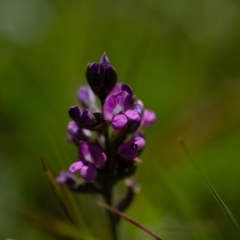 Glycine sp. at Rossi, NSW - 14 Mar 2020 by SthTallagandaSurvey