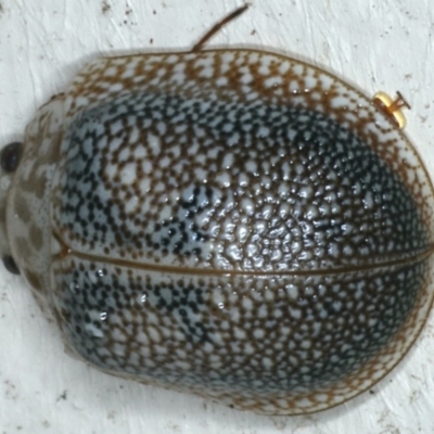 Paropsisterna decolorata (A Eucalyptus leaf beetle) at Lilli Pilli, NSW - 1 Apr 2020 by jb2602