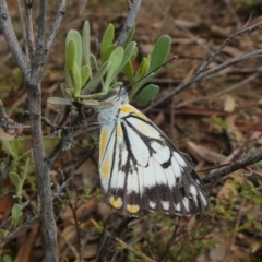 Belenois java (Caper White) at Theodore, ACT - 4 Apr 2020 by owenh