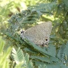 Jalmenus icilius (Amethyst Hairstreak) at Theodore, ACT - 4 Apr 2020 by owenh