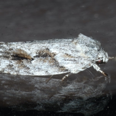 Agriophara confertella (A Concealer moth) at Lilli Pilli, NSW - 1 Apr 2020 by jbromilow50