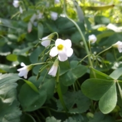 Oxalis articulata (Shamrock) at Isaacs, ACT - 4 Apr 2020 by Mike