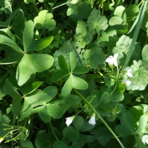 Oxalis articulata at Isaacs, ACT - 4 Apr 2020