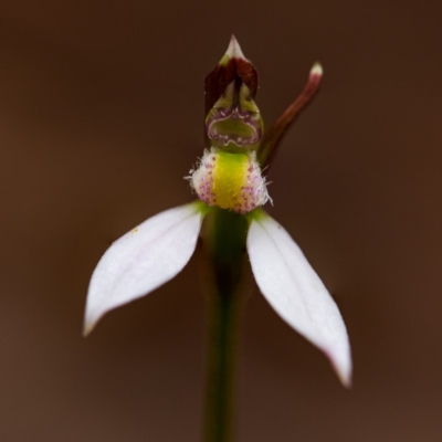 Eriochilus cucullatus (Parson's Bands) at Tallaganda National Park - 2 Mar 2020 by SthTallagandaSurvey