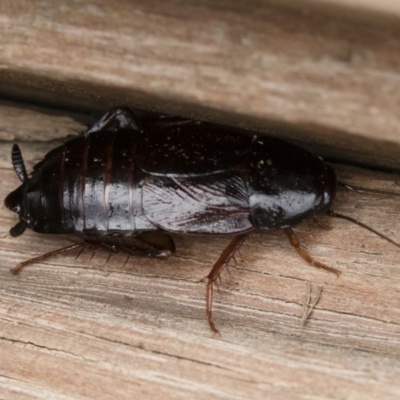 Paratemnopteryx couloniana (A native cockroach) at Illilanga & Baroona - 7 Mar 2020 by Illilanga