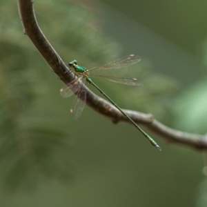 Synlestes weyersii at Cotter River, ACT - 23 Mar 2020 12:35 PM