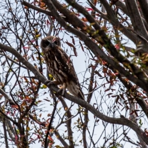 Ninox boobook at Palerang, NSW - 2 Mar 2020