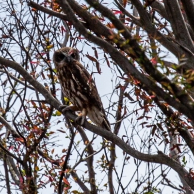 Ninox boobook (Southern Boobook) at Palerang, NSW - 2 Mar 2020 by SthTallagandaSurvey