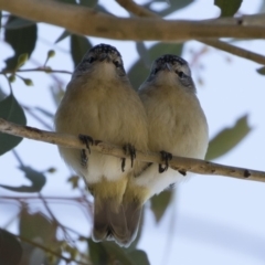 Acanthiza chrysorrhoa (Yellow-rumped Thornbill) at Illilanga & Baroona - 18 Nov 2019 by Illilanga