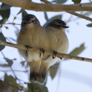 Acanthiza chrysorrhoa at Michelago, NSW - 18 Nov 2019 03:54 PM