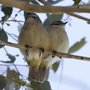 Acanthiza chrysorrhoa at Michelago, NSW - 18 Nov 2019