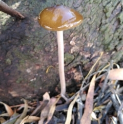 Oudemansiella gigaspora group (Rooting Shank) at Molonglo Valley, ACT - 4 Apr 2020 by JoeG