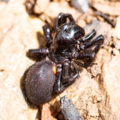 Missulena sp. (genus) (Mouse spider) at QPRC LGA - 2 Mar 2020 by SthTallagandaSurvey