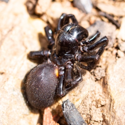 Missulena sp. (genus) (Mouse spider) at Tallaganda National Park - 2 Mar 2020 by SthTallagandaSurvey