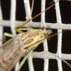 Chironomidae (family) (Non-biting Midge) at Kambah, ACT - 4 Apr 2020 by Marthijn