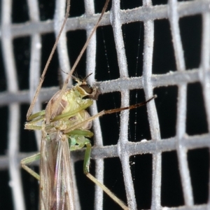 Chironomidae (family) at Kambah, ACT - 4 Apr 2020 02:09 PM