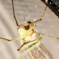 Chironomidae (family) at Kambah, ACT - 4 Apr 2020