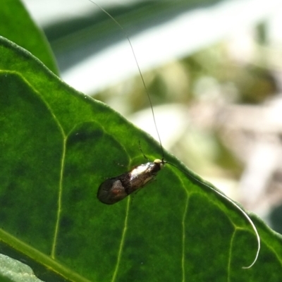 Nemophora (genus) (A Fairy Moth) at Kambah, ACT - 4 Apr 2020 by Ranger788