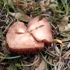 Unidentified Cap on a stem; gills below cap [mushrooms or mushroom-like] at Hackett, ACT - 4 Apr 2020 by JoeG